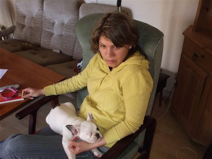 Fransk bulldog Kalle  billede 11