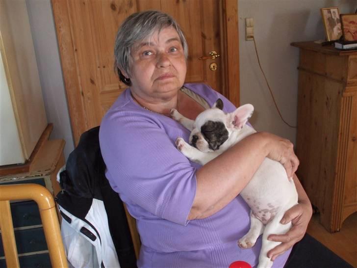 Fransk bulldog Kalle  - Min mormor  er god at sove hos :)  billede 12
