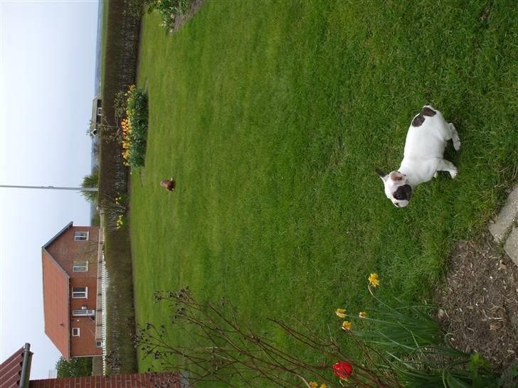 Fransk bulldog Kalle  billede 13