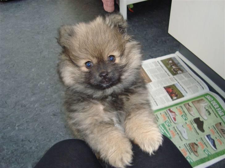 Pomeranian Morgan  billede 1