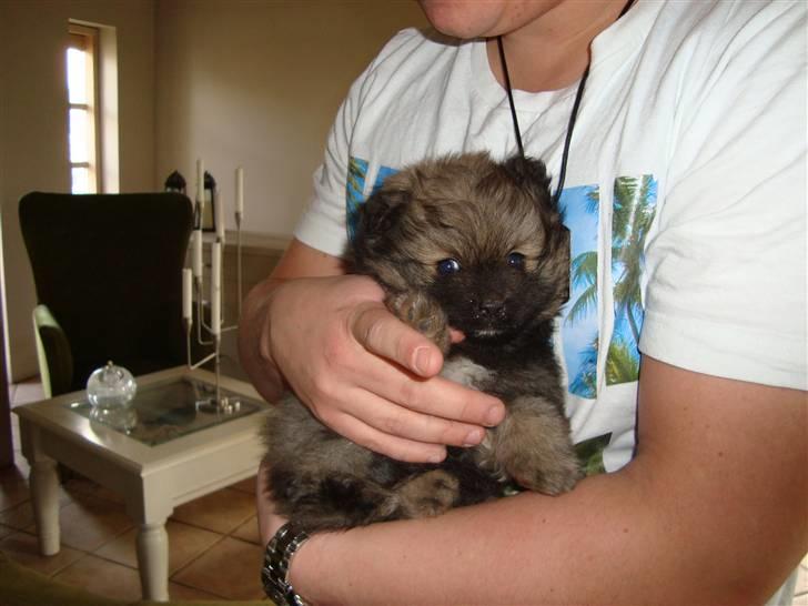 Pomeranian Morgan  billede 2