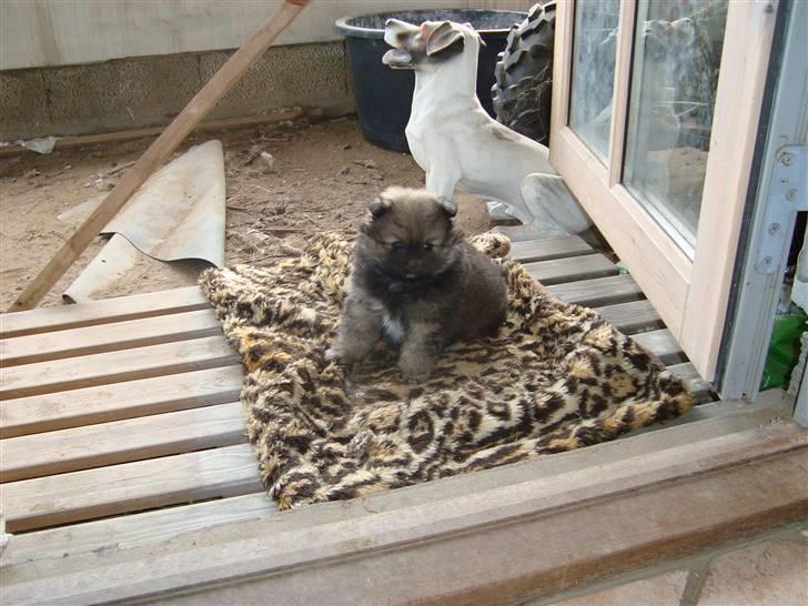 Pomeranian Morgan  billede 4