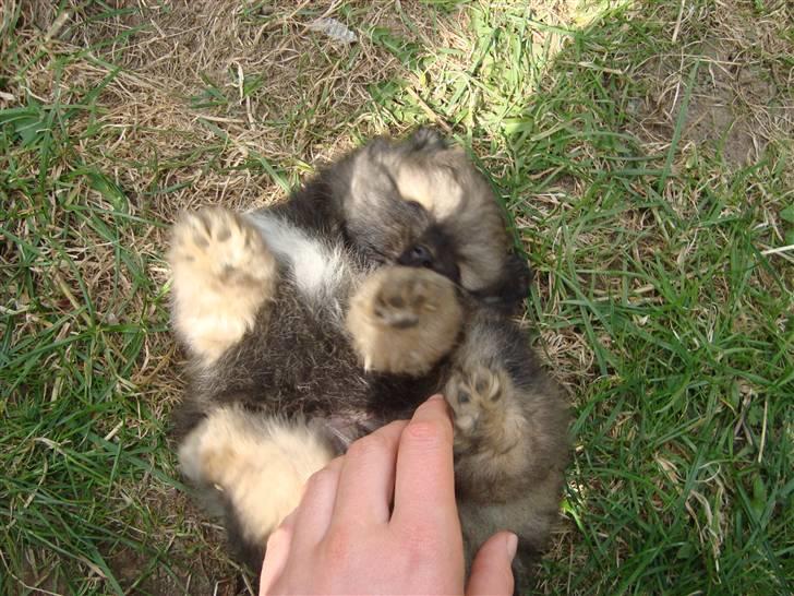 Pomeranian Morgan  billede 5