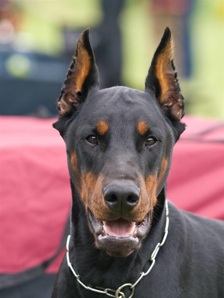 Dobermann Bomb. Cody di Altobello R I P 19.7.2014 - Foto af Christian G. Frandsen billede 1