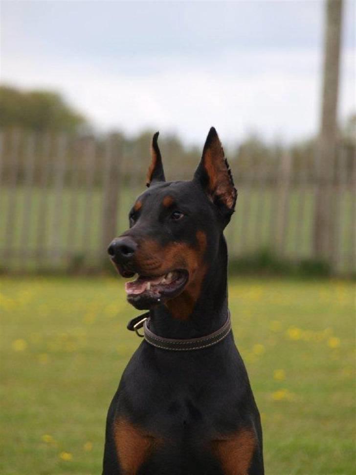 Dobermann Bomb. Cody di Altobello R I P 19.7.2014 billede 2