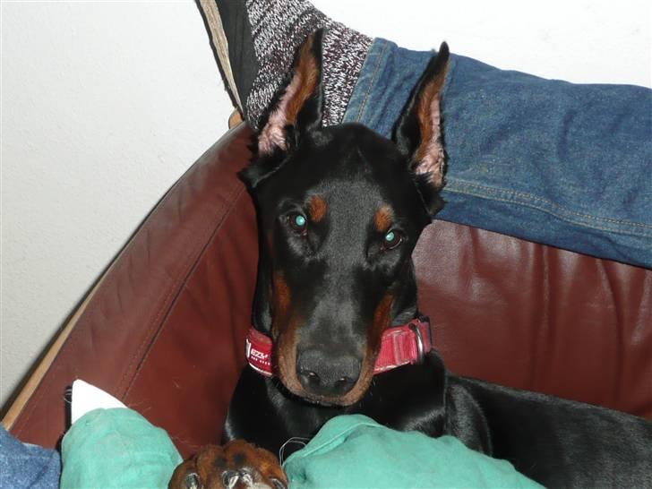 Dobermann Bomb. Cody di Altobello R I P 19.7.2014 billede 3