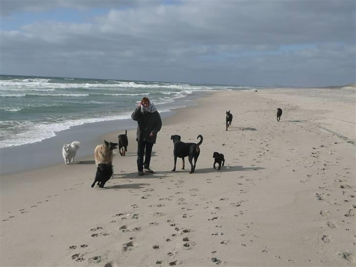 Dobermann Bomb. Cody di Altobello R I P 19.7.2014 billede 4