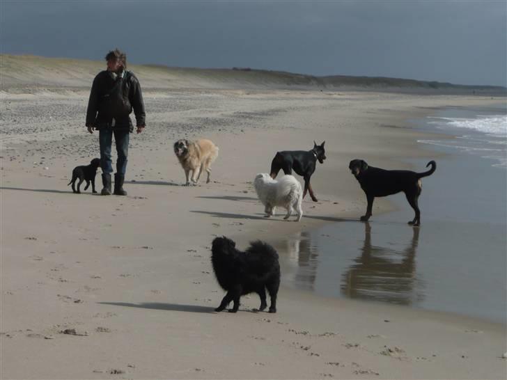 Dobermann Bomb. Cody di Altobello R I P 19.7.2014 billede 5