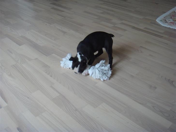 Boston terrier Malou billede 8