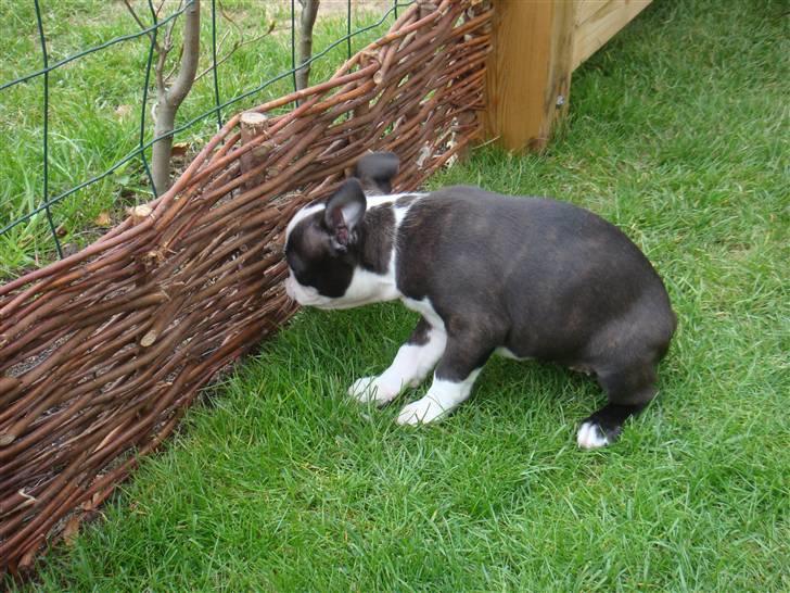 Boston terrier Malou - Hvor lang tid skal jeg bruge på at gnave mig igennem det hegn! billede 9