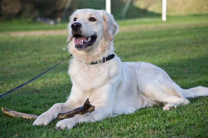 Golden retriever Shadow billede 1