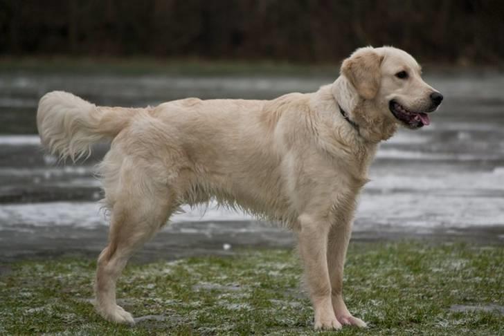 Golden retriever Shadow billede 2