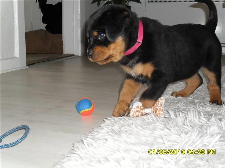 Rottweiler Von Hause Nomis Keeba billede 1