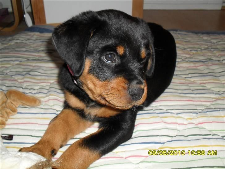 Rottweiler Von Hause Nomis Keeba billede 2