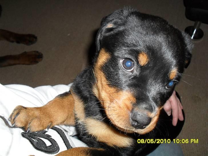 Rottweiler Von Hause Nomis Keeba billede 3
