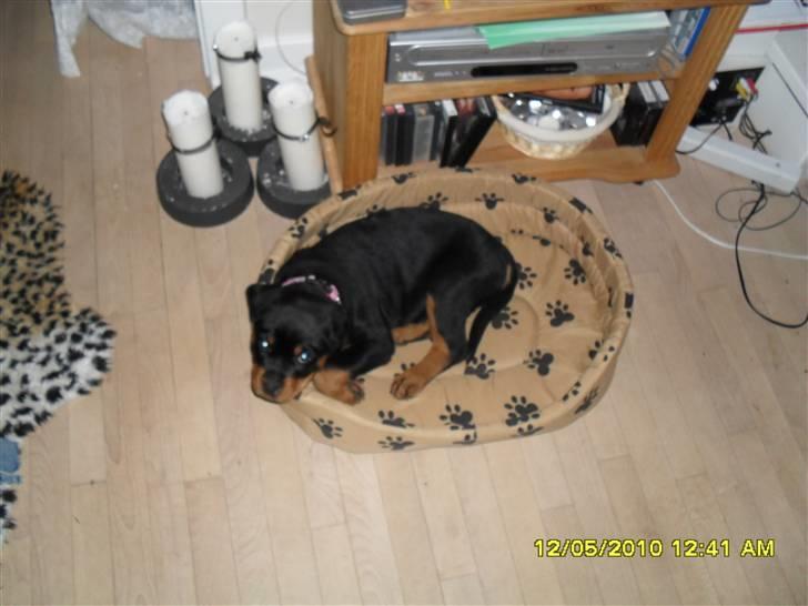 Rottweiler Von Hause Nomis Keeba billede 4