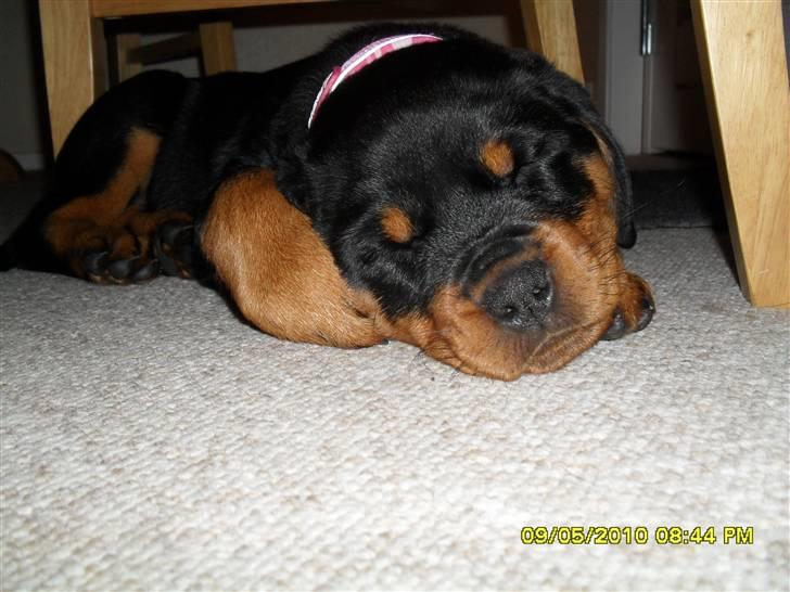 Rottweiler Von Hause Nomis Keeba billede 5