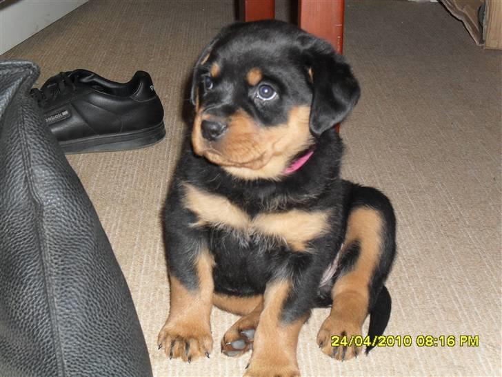 Rottweiler Von Hause Nomis Keeba billede 6