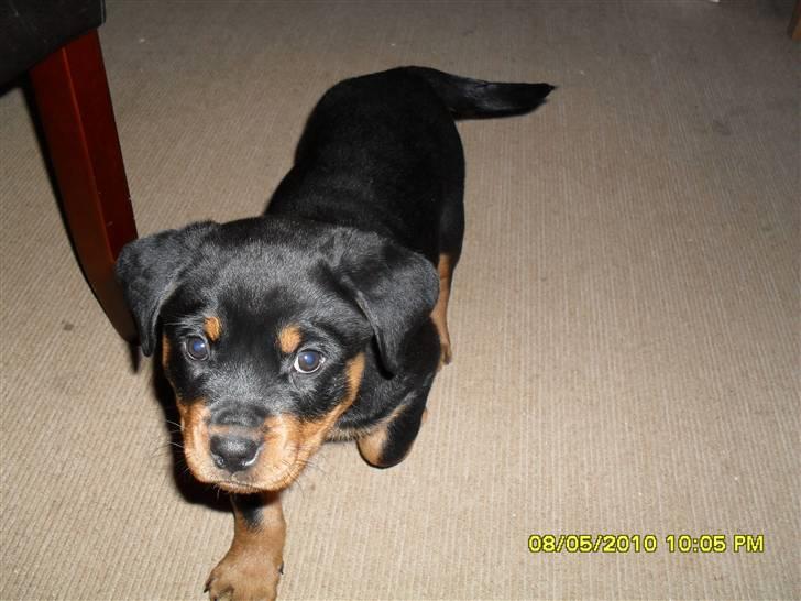 Rottweiler Von Hause Nomis Keeba billede 7