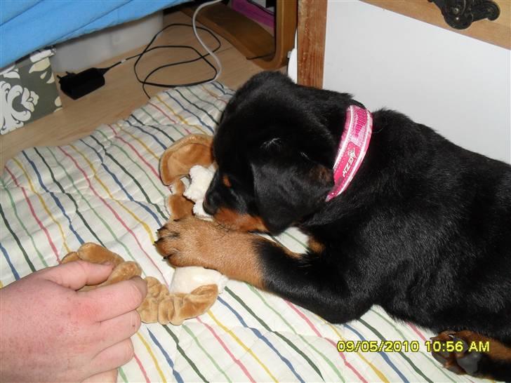 Rottweiler Von Hause Nomis Keeba billede 8