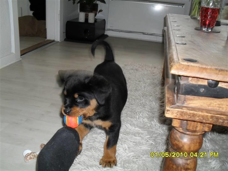 Rottweiler Von Hause Nomis Keeba billede 9