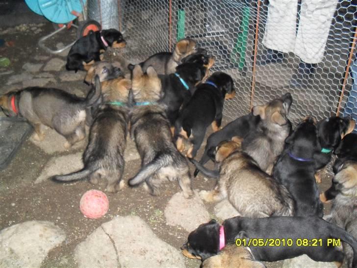 Rottweiler Von Hause Nomis Keeba billede 10