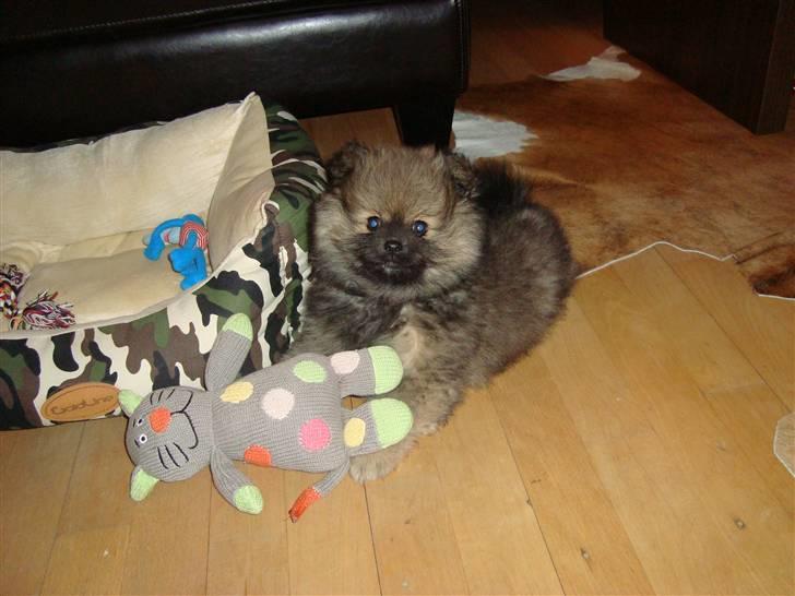 Pomeranian Morgan  billede 6