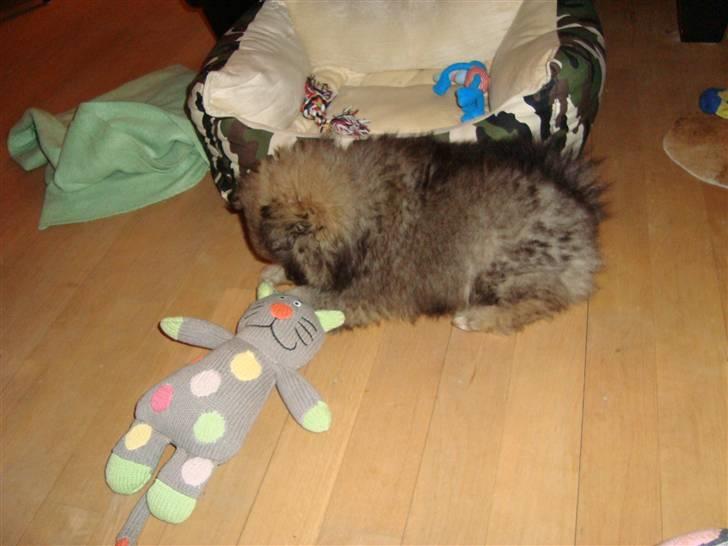 Pomeranian Morgan  billede 7