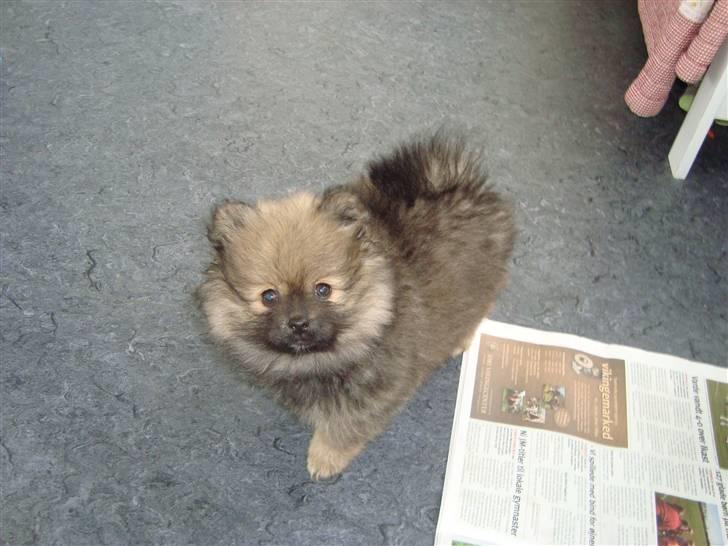 Pomeranian Morgan  billede 9