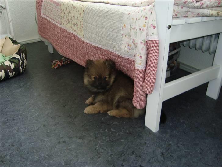 Pomeranian Morgan  billede 10