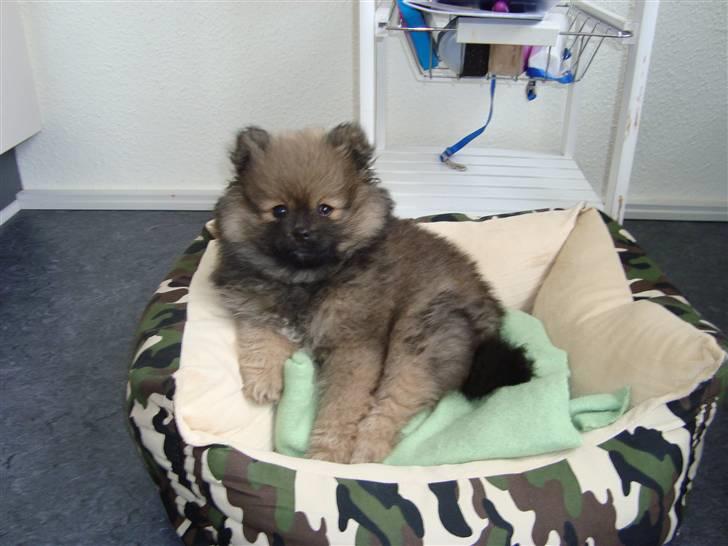 Pomeranian Morgan  billede 11