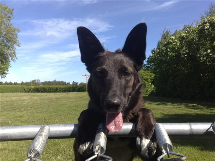 Blanding af racer Tinka billede 1