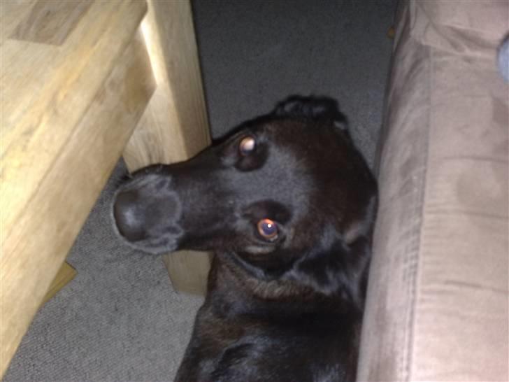 Blanding af racer Tinka billede 2