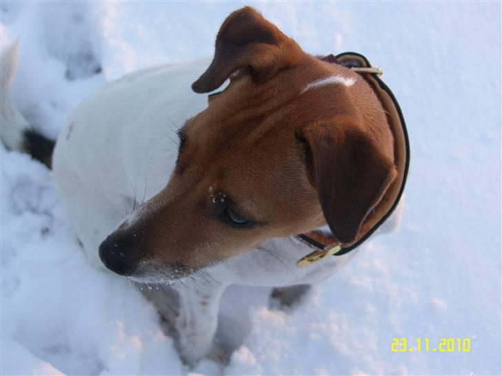 Dansk svensk gaardhund Monti<3 - vinter 2010-2011 billede 2