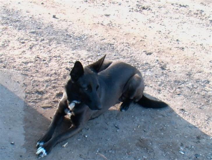 Blanding af racer Tinka billede 4