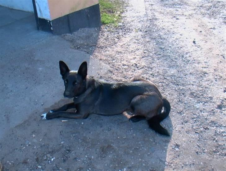 Blanding af racer Tinka billede 5