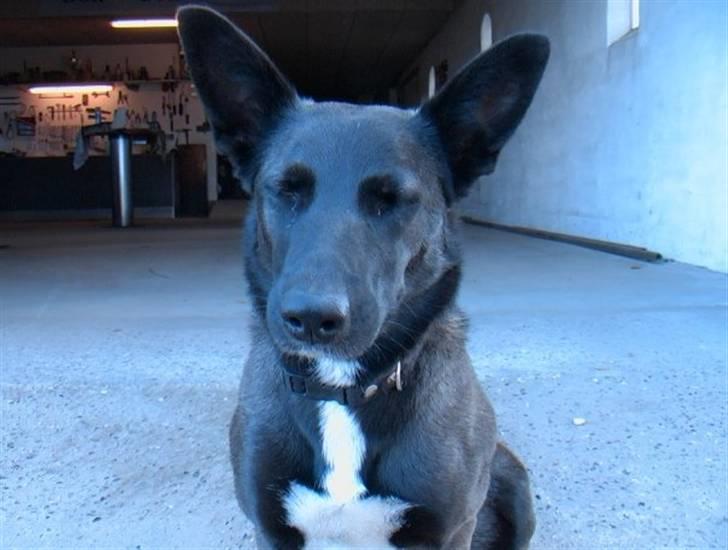 Blanding af racer Tinka billede 6