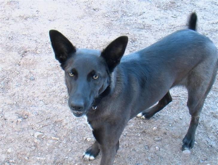 Blanding af racer Tinka billede 7