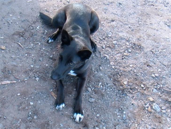 Blanding af racer Tinka billede 8