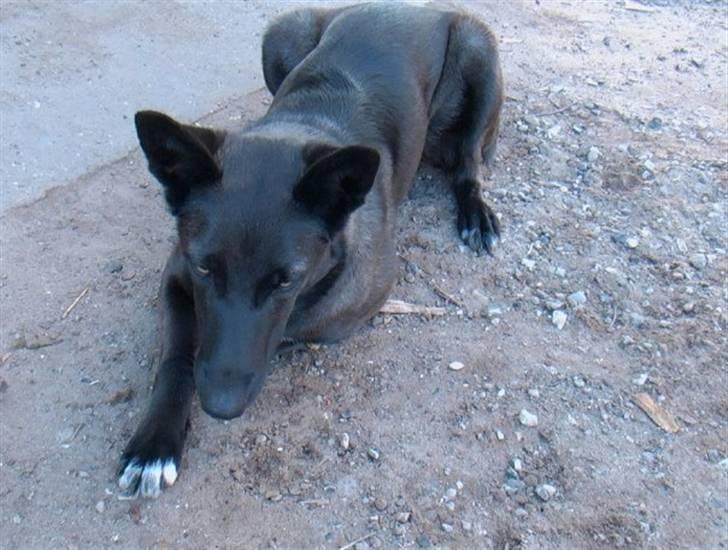 Blanding af racer Tinka billede 9