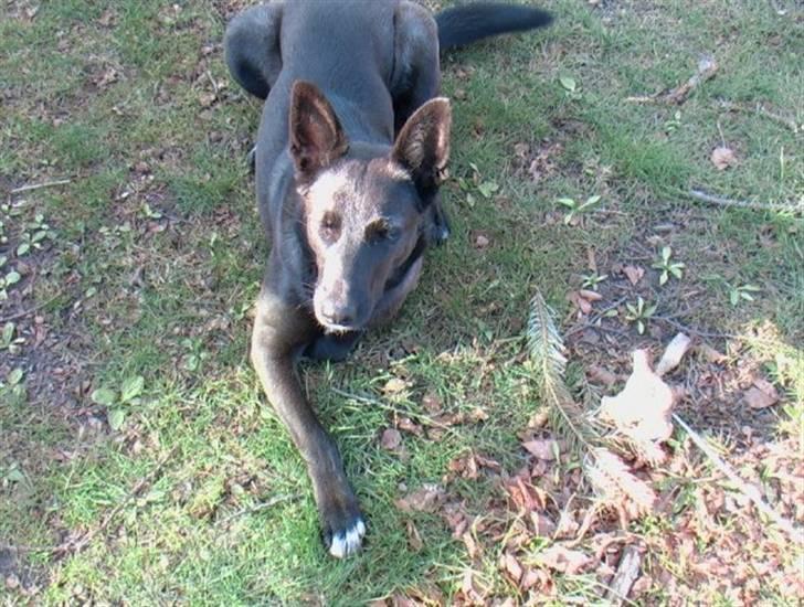 Blanding af racer Tinka billede 10