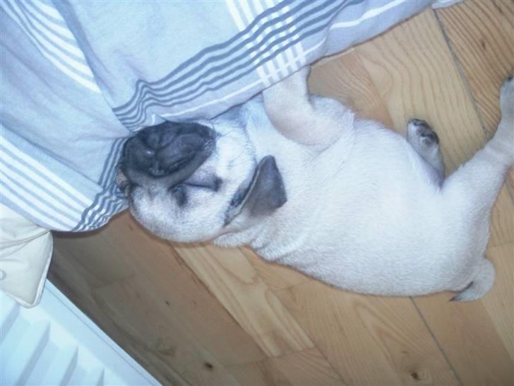 Mops Luna billede 2