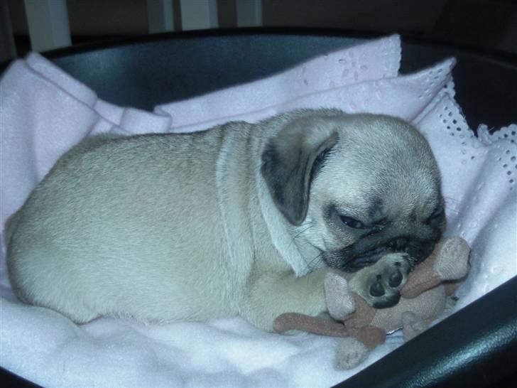 Mops Luna billede 4