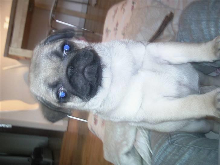 Mops Luna billede 5