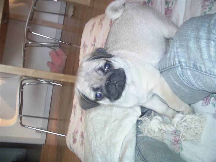 Mops Luna billede 6