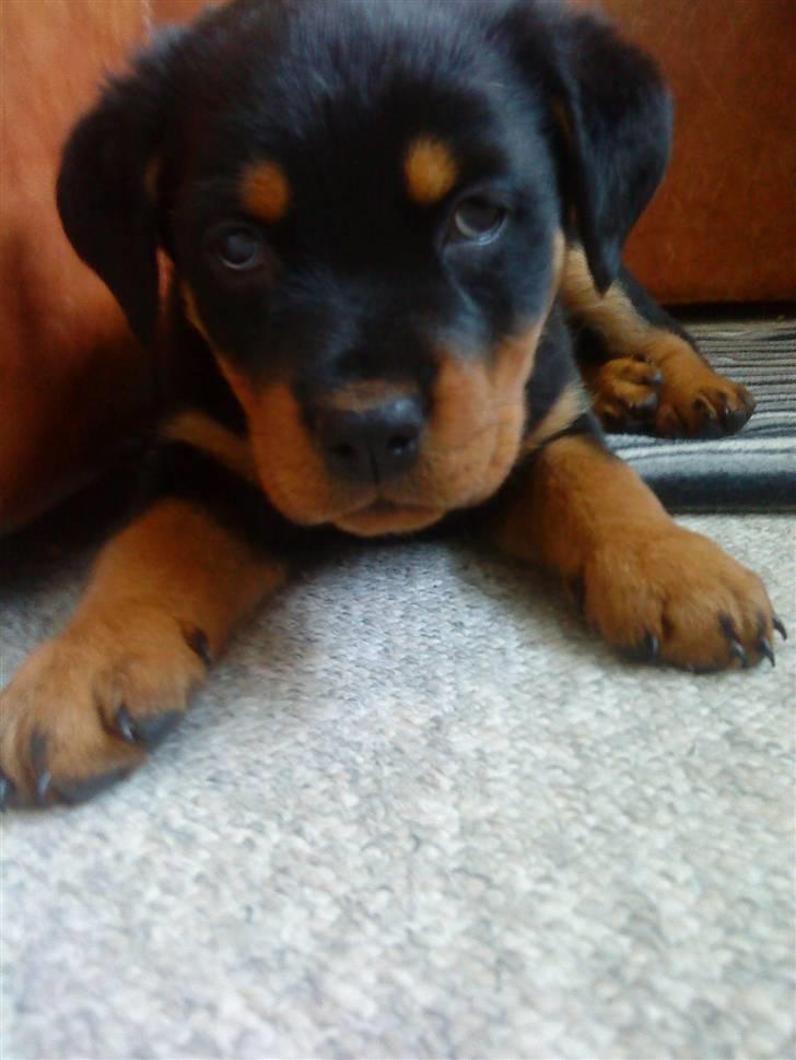 Rottweiler Cæsar - 8uger billede 3