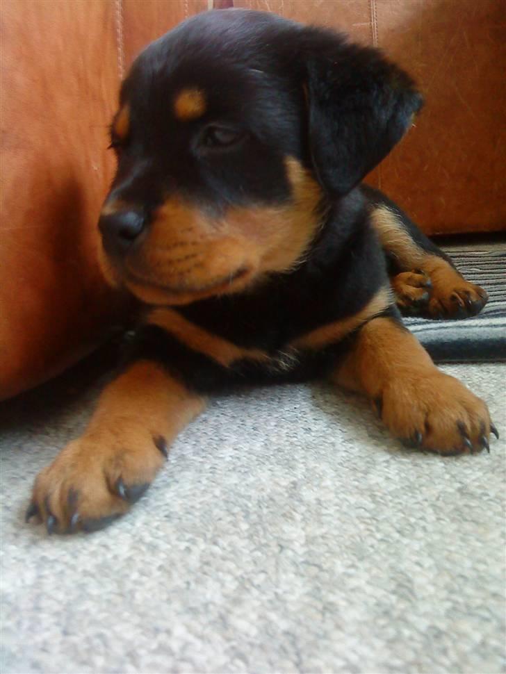 Rottweiler Cæsar - 8uger billede 2