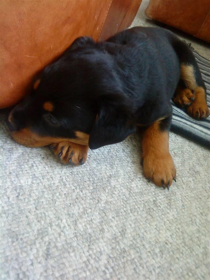 Rottweiler Cæsar - 8uger billede 4
