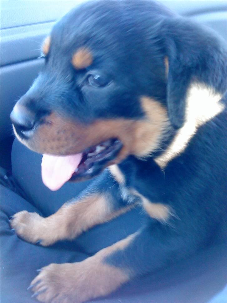 Rottweiler Cæsar - på vej hjem i bilen billede 5