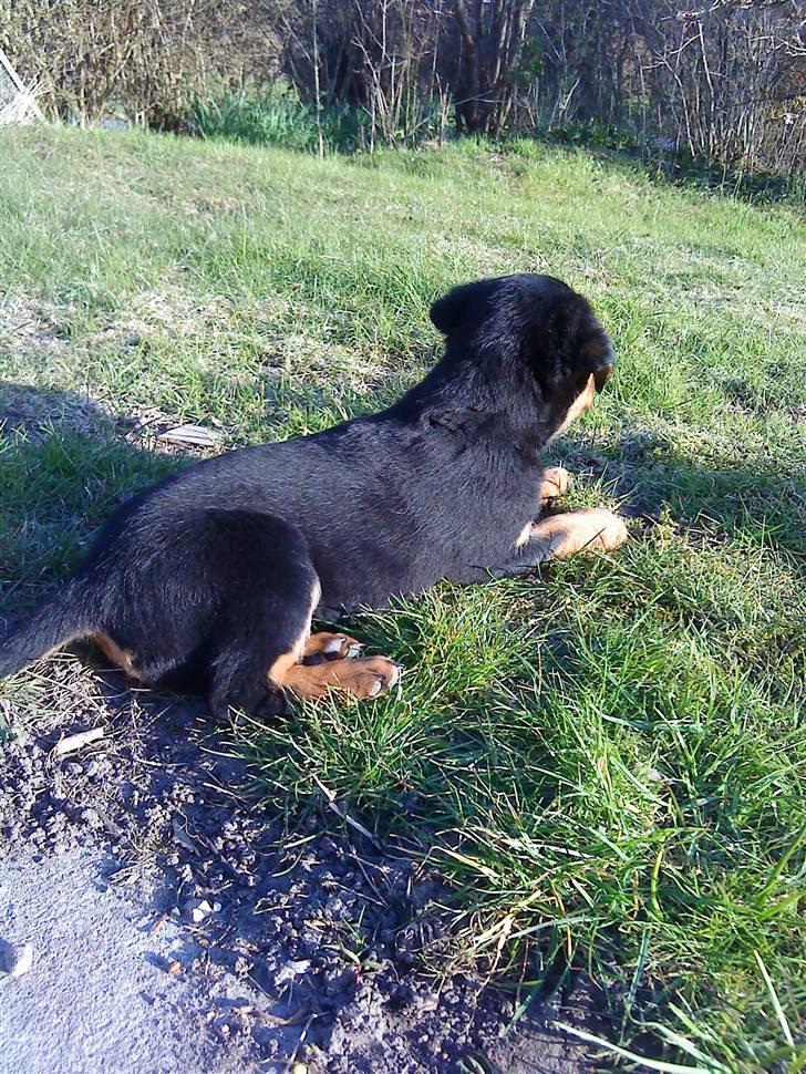 Rottweiler Cæsar - 8uger billede 6